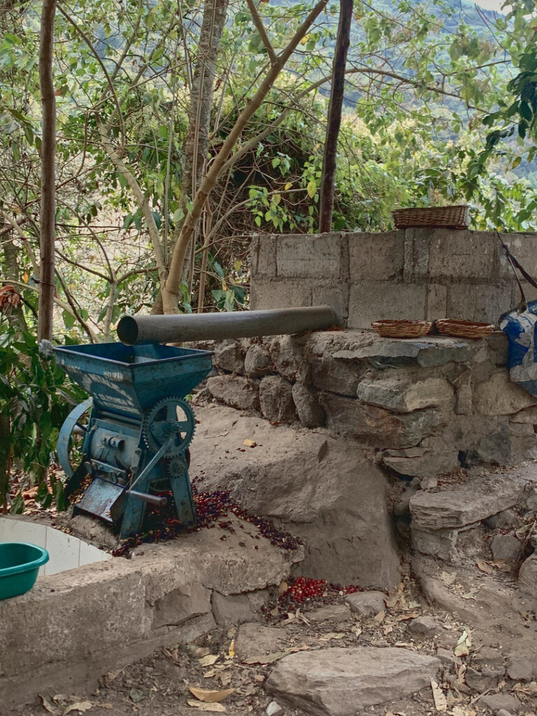 5 Day Salkantay trek - Coffee making