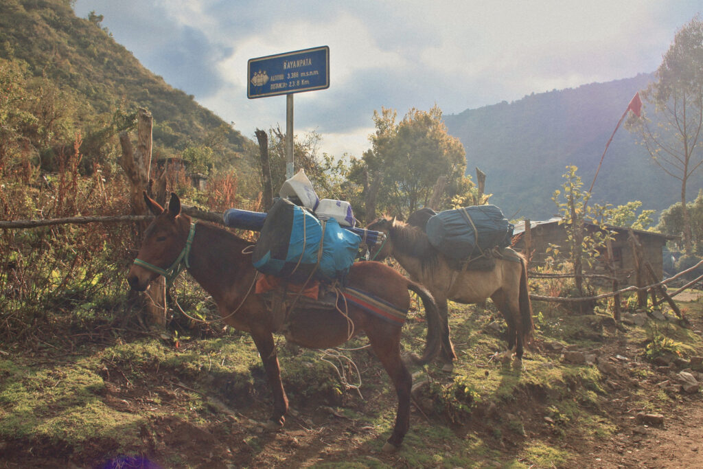 5 Day Salkantay trek - Mules