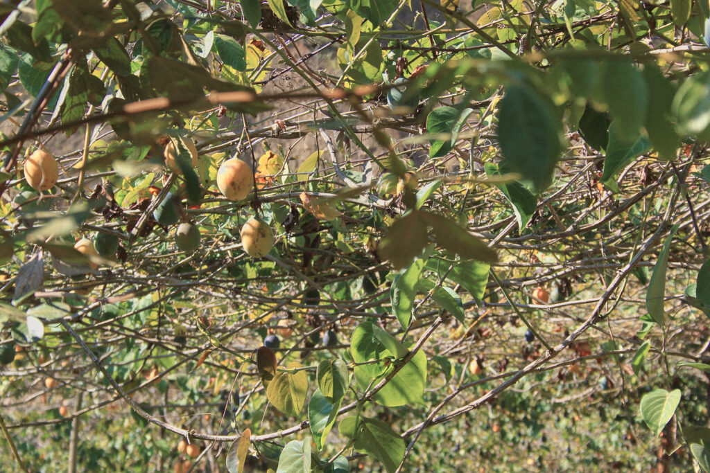 5 Day Salkantay trek - Granadilla