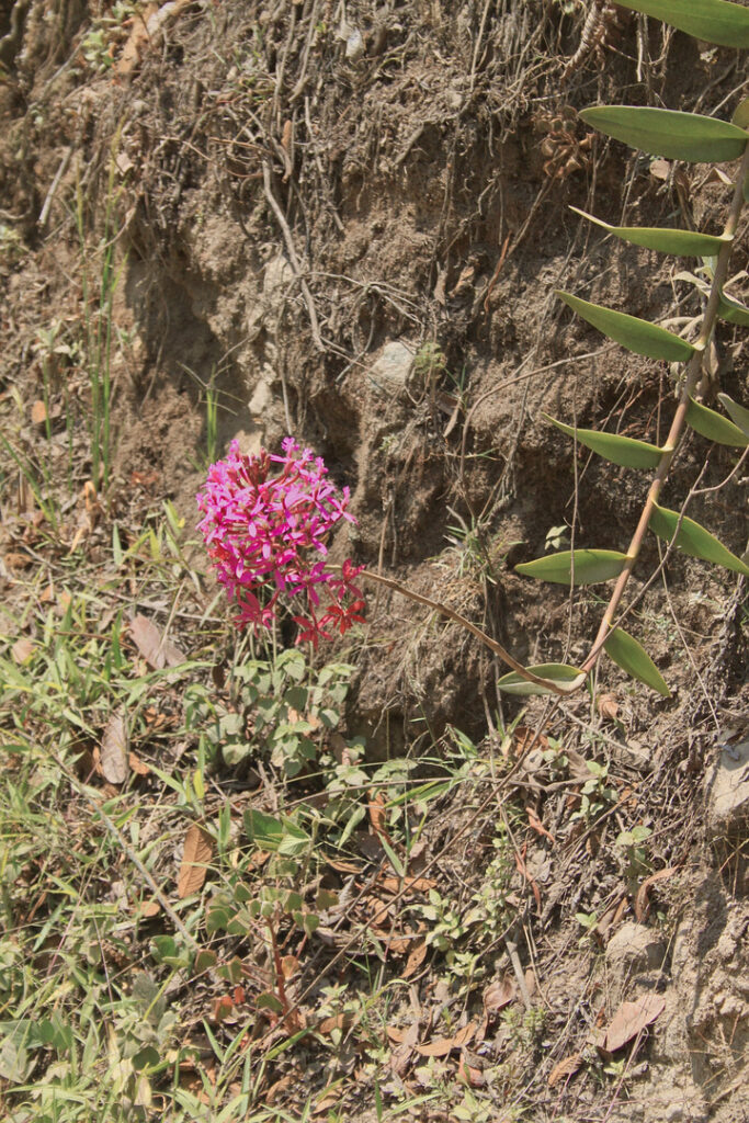5 Day Salkantay trek - Orchid