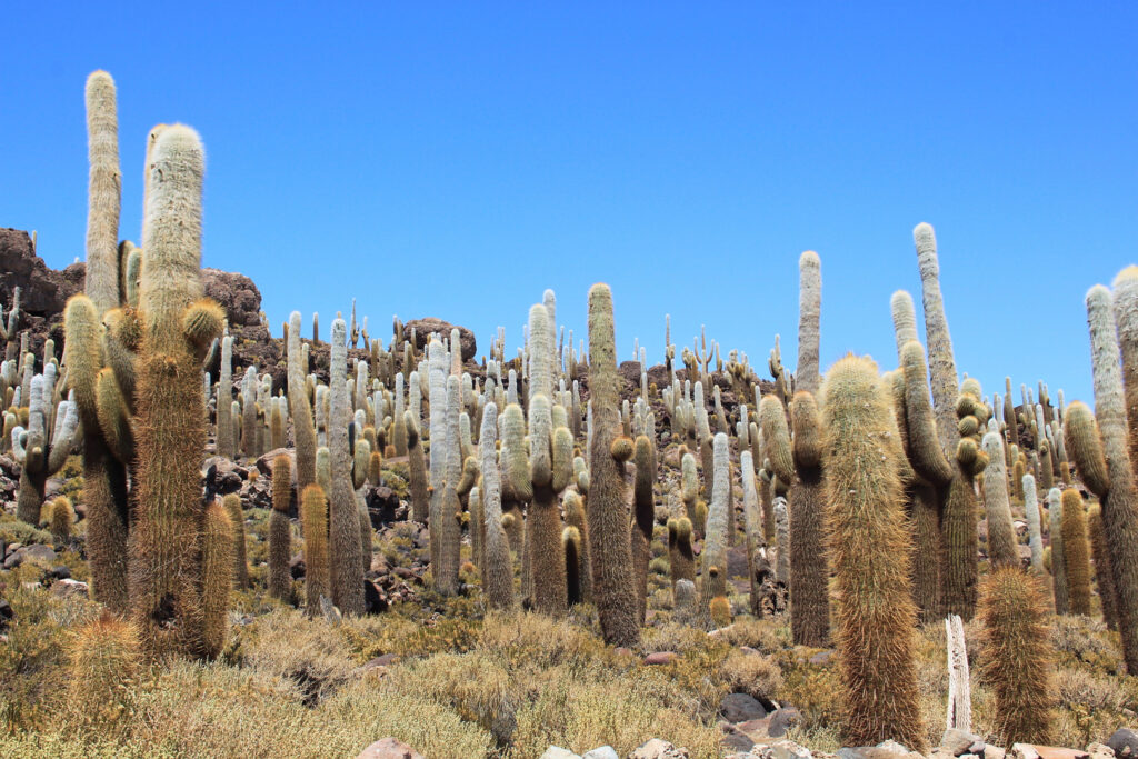 Complete Tour of the Uyuni Salt Flats and Colored Lagoons: Cacti on Incahuasi Island