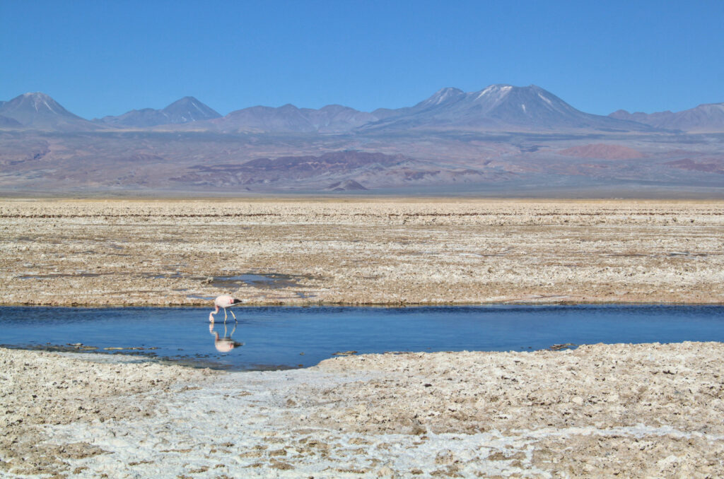 Atacama Desert Itinerary: Flamingo in Salar de Atacama