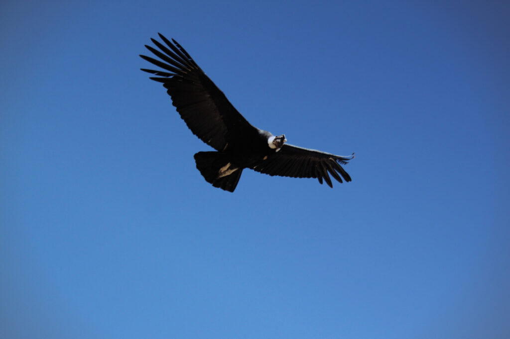 Colca Canyon - Condor
