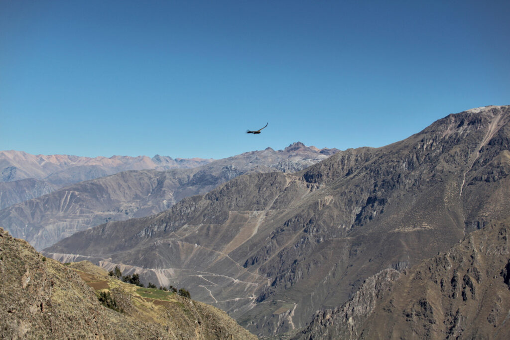 Colca Canyon - Condor