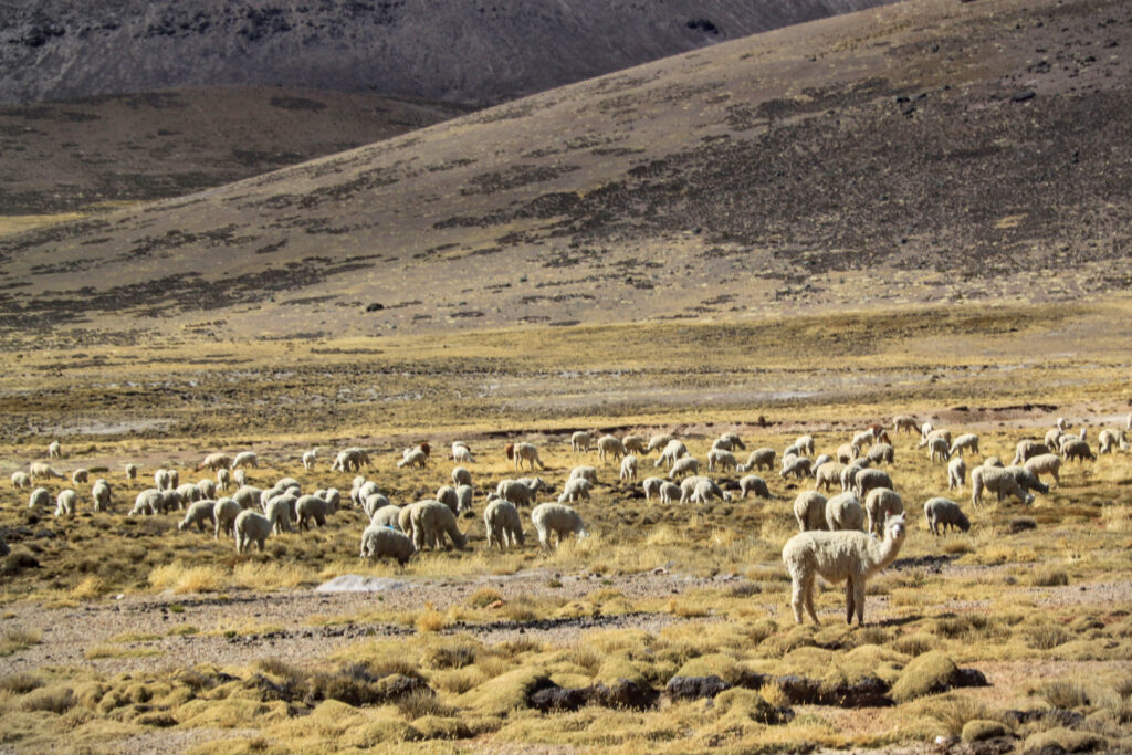 Colca Canyon - Pampa Canahuas
