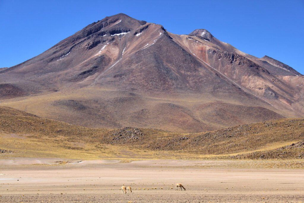 Atacama Desert Itinerary: vicunas near a volcano