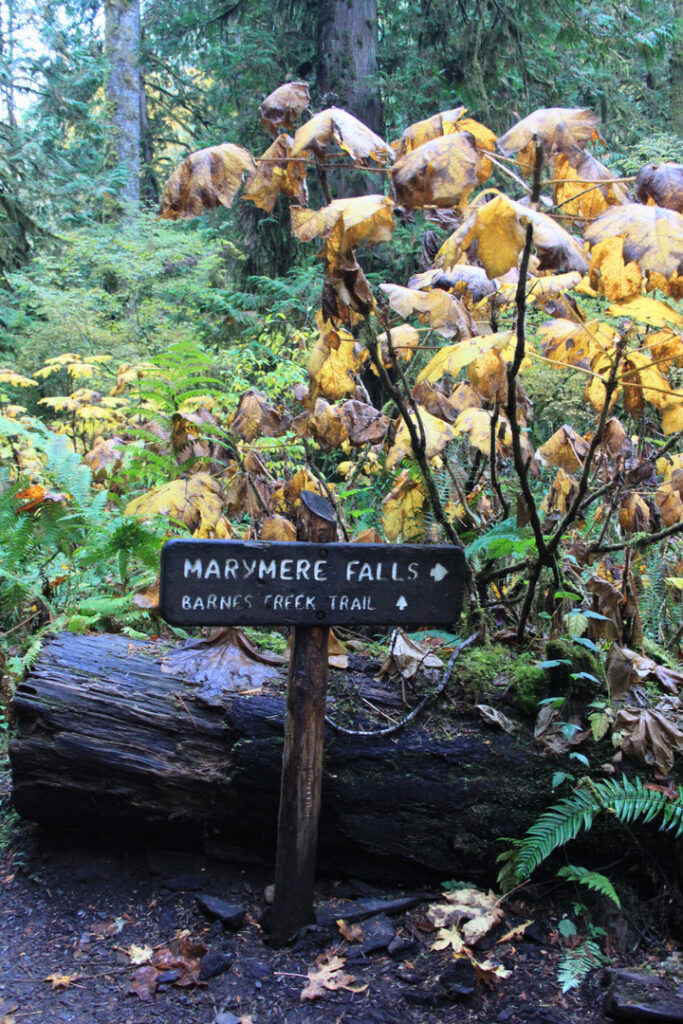 3 Days in Olympic National Park - Marymere Falls