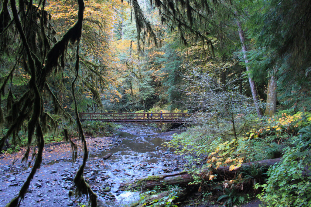 3 Days in Olympic National Park - Marymere Falls