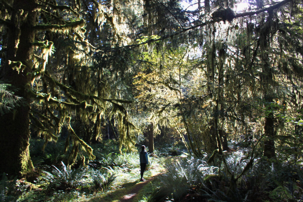 3 Days in Olympic National Park - Hoh Rainforest