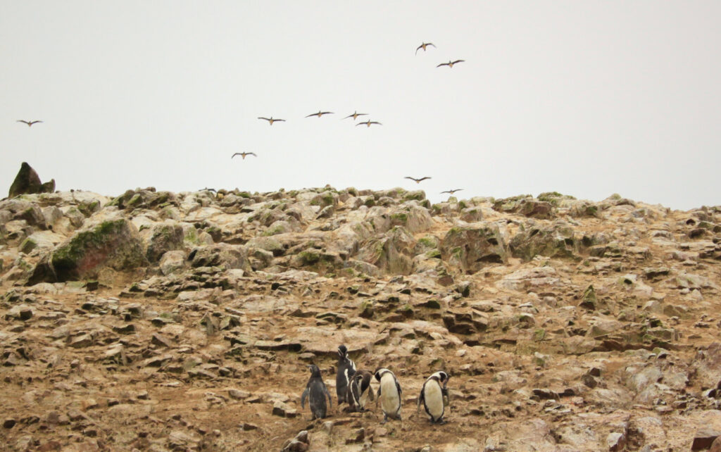 3 weeks in Peru: Ballestas Islands