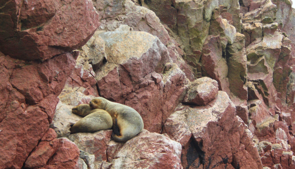 3 weeks in Peru: Ballestas Islands