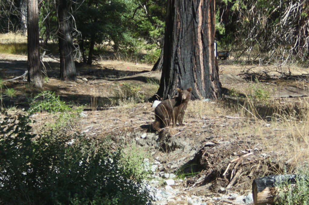 USA West Coast Road Trip: Yosemite National Park Bear