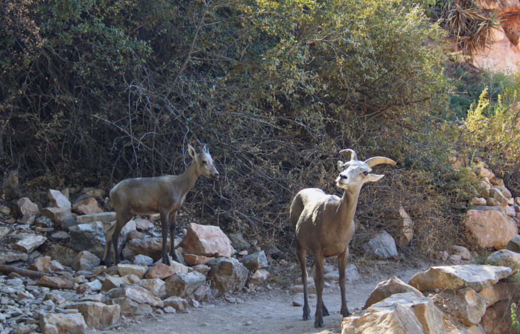 USA West Coast Road Trip: Grand Canyon