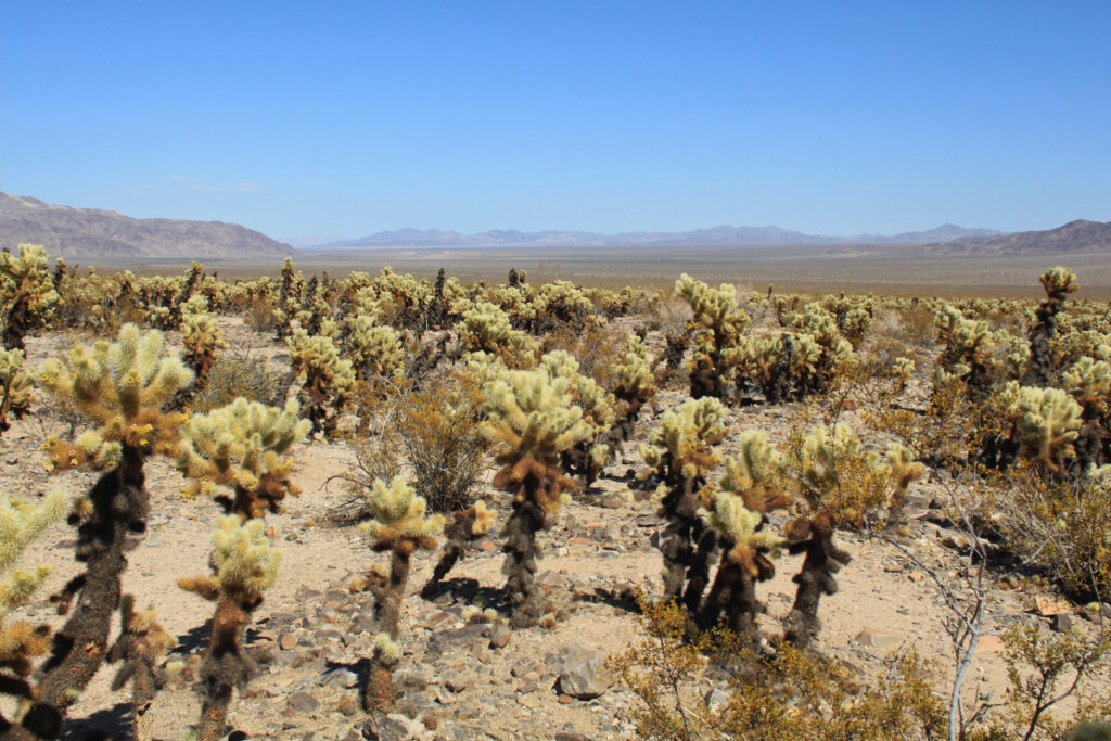 USA West Coast Road Trip: Joshua Tree National Park
