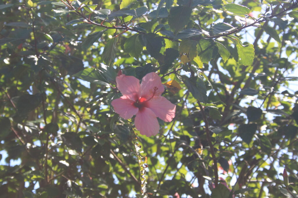 12 Things To Do In Maui: The Ultimate Hawaii Itinerary