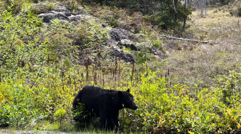 3 day itinerary to Tofino, Bear Encounter